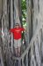 Vacations - Hawaii 
