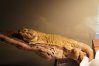 Reptiles
