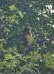 Malay Fish Owl