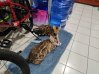 Pets - Anilao