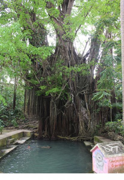 Enchanted Tree - 400 year old Balete tree