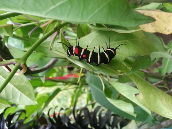 Butterfly Santuary.  Sadly Typhoon Pablo destroyed a good portion of this...and we discovered that there is a local fee "donation" and a foreign fee "donation"