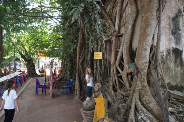 Wat Bang Kung Wat Bang Kung...a small chapel that is completely enclosed within the roots of a banyan tree