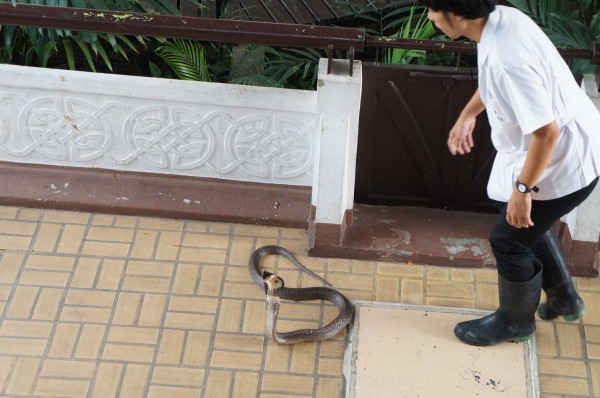 Cobra out at the Red Cross Snake Farm in Bangkok.  There is a show at 11am & 2pm where they bring the snakes out 