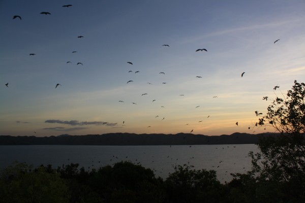 Fruit bats leaving the resort island at dusk to to hunt on the main island