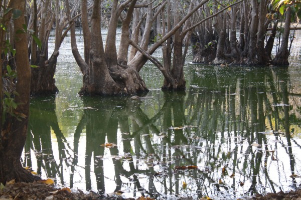 We passed by this lagoon on our hike and spotted some monitor lizards...can you find them?