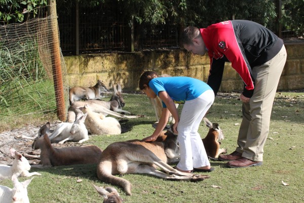 Day 6 we went to Caversham Wildlife Park where dreams came true of touching kangaroos and koalas.