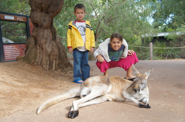 Day 3 we went to the zoo.  The kangaroos roam freely in the Australian section.