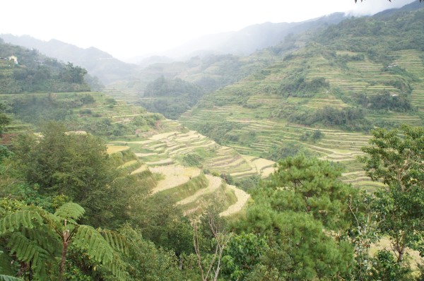 Banaue Rice Terraces