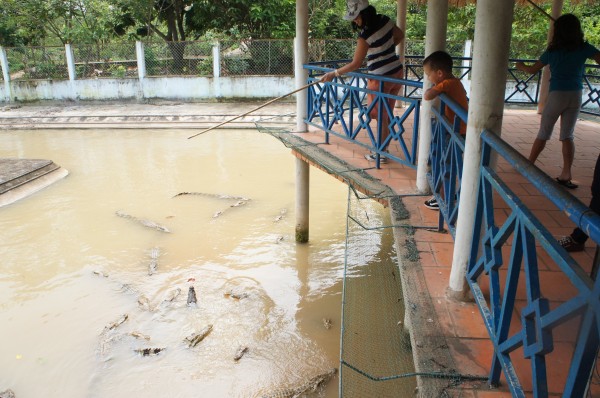 Crocodile feeding.  Everyone had a great time give the crocodile chicken meat