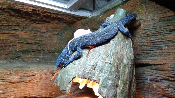 Predator vs. Prey. We were in the reptile exhibit during feeding time.