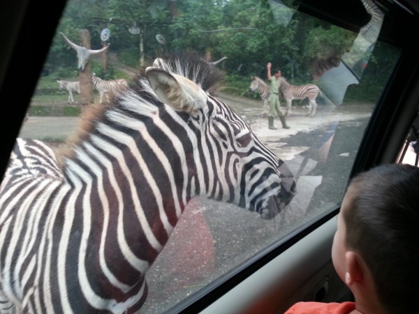 Taman Safari was our first stop of the day where we were able to feed animals from our car window