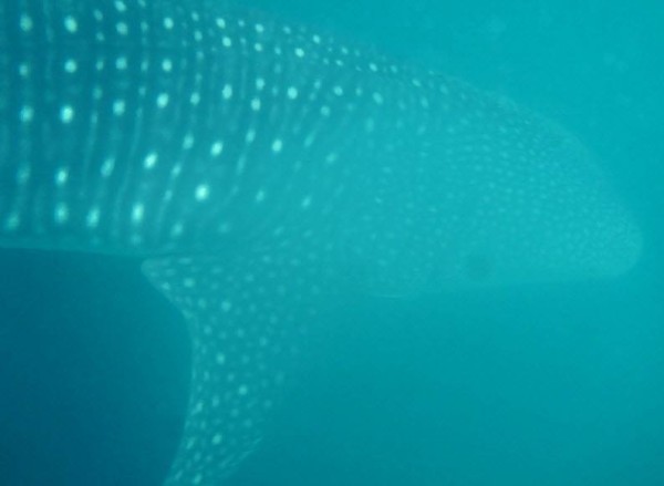 Matt and I got in the water twice to swim with a 10 foot whale shark. It may have been the same whale shark, but we were the only ones able to swim with it in the 2 hours we were on the water