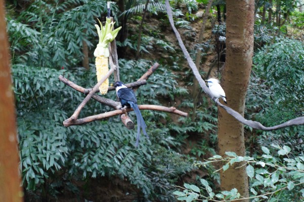 Aviary at the Hong Kong Park