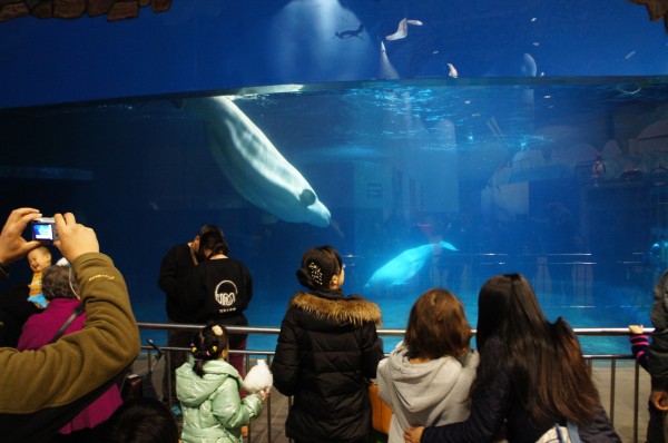 We visited the aquarium where we saw Beluga whales and heard the loud noises that they make