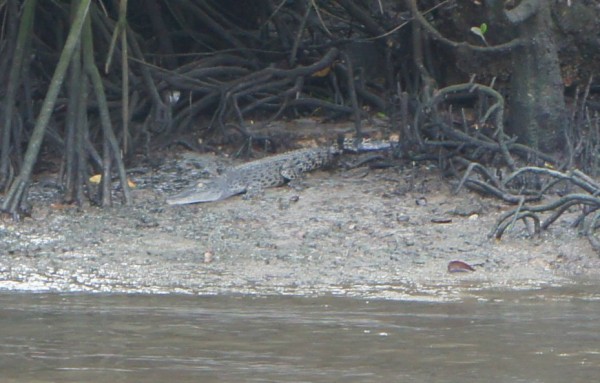 From the water village we took a boat to try to find some wild animals. Our bout driver spotted this crocodile