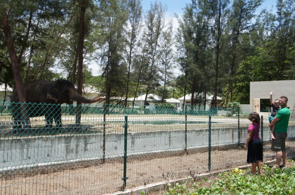 At the Marco Polo Club there is an elephant kept there. We were told that the elephant belongs to the Sultan's sister.