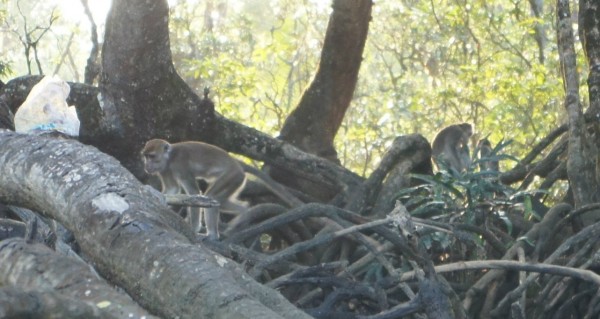 We also found these monkeys near the water edge. We also found proboscis monkeys and a lizard, but they were too far for a clear photo