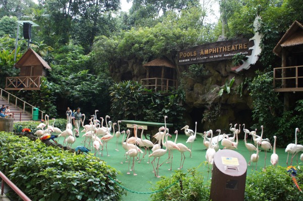 Our first destination was Jurong Aviary where we watched 2 different bird shows and got to see lots of different birds.