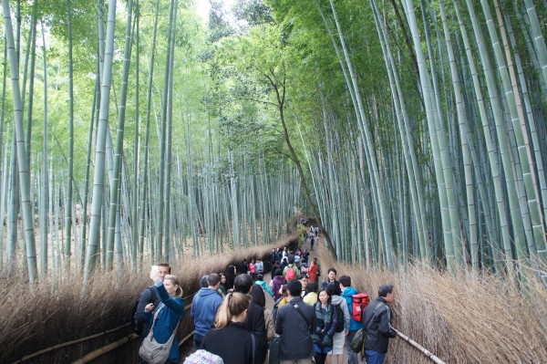 Arashiyama Bamboo Grove is pretty amazing with hundred of bamboos all around.