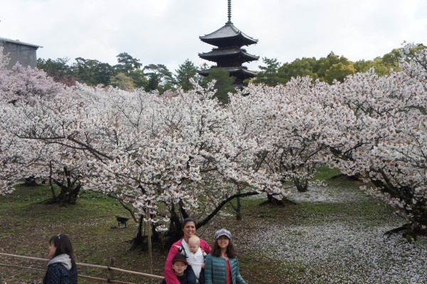 Cherry blossoms in full bloom here at the cherry blossom tunnel.