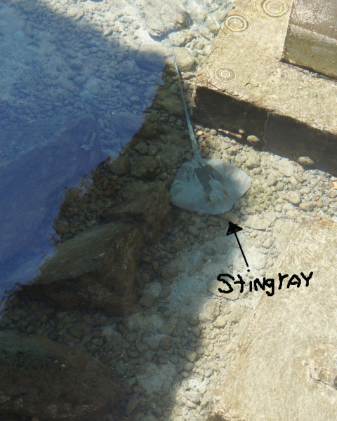 Below one of the cottages we saw a stingray hanging out in the morning.