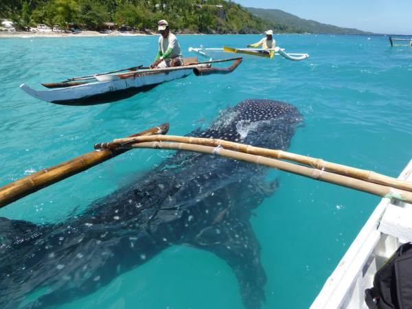 Hello whale shark! There were 6-10 sharks being hand-feed at Oslob.