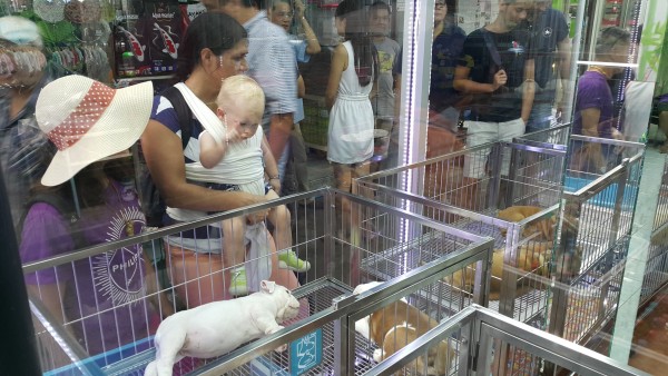 Chatuchak weekend market also has an area where there are dogs and cars for sale. Blake was very excited to see all of the animals.