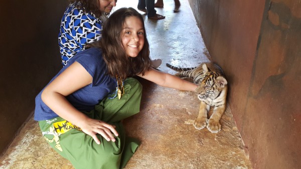 We were able to go in a small group and feed and play with tiger cubs. Kalani liked to play with this two month old cub. Baby Blake was not allowed in this part and stayed with our tour guide.