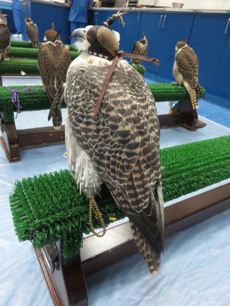 We had an appointment to visit the Falcon Hospital and learned a lot about falcons. If they are wearing a falcon hood they are calm.