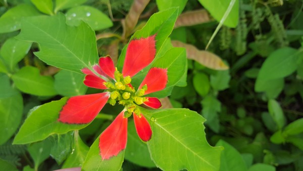 These plant was growing all around the light house. The red color on the leaves make it look like it is a flower from a distance.