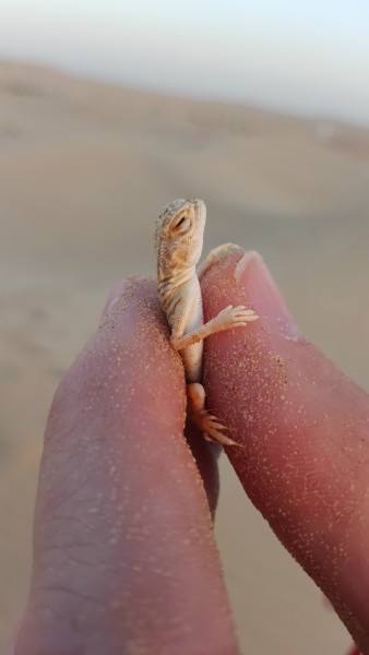 After dinner we drove about 15-20 minutes and pulled off on the side of the road and picked a "camp ground" area in the sand dunes. Matt caught this small lizard with his bare hands.