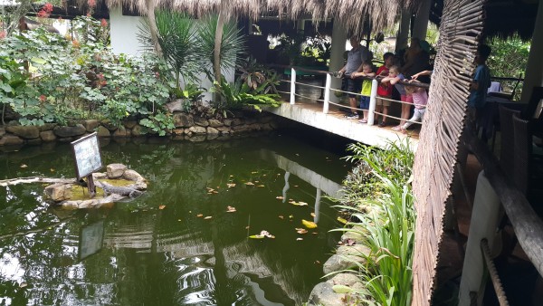 We went to Daluyon Resort for lunch and saw a monitor lizard. The kids were all very impressed.