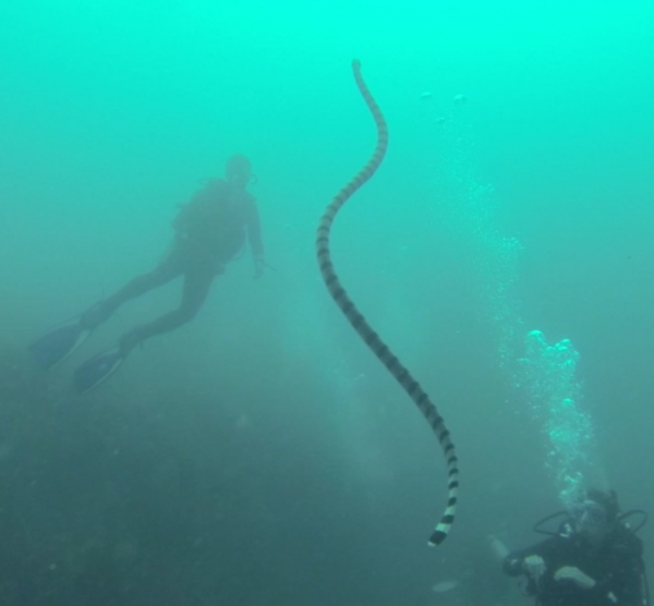 We watched this really long sea snake rise from the bottom of the ocean floor.