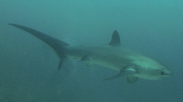 We woke up at 5am two days in a row to see the rare thresher shark.