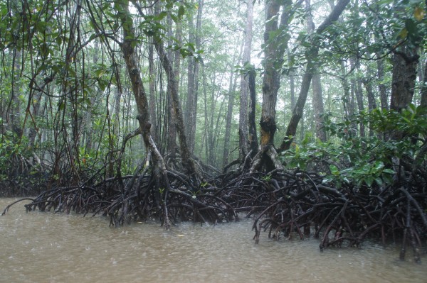 We did a mangrove tour and saw 2 different snakes in the trees...and we got wet with another downpour.