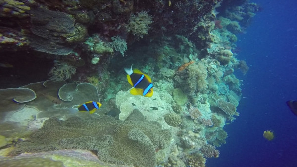 Outside of the tunnel we saw a bunch of other marine life.