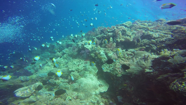 Siaes Corner was our first dive site. I had problems with my mask fogging up, but Matt said that this was the best diving ever. Lots of fish and coral.