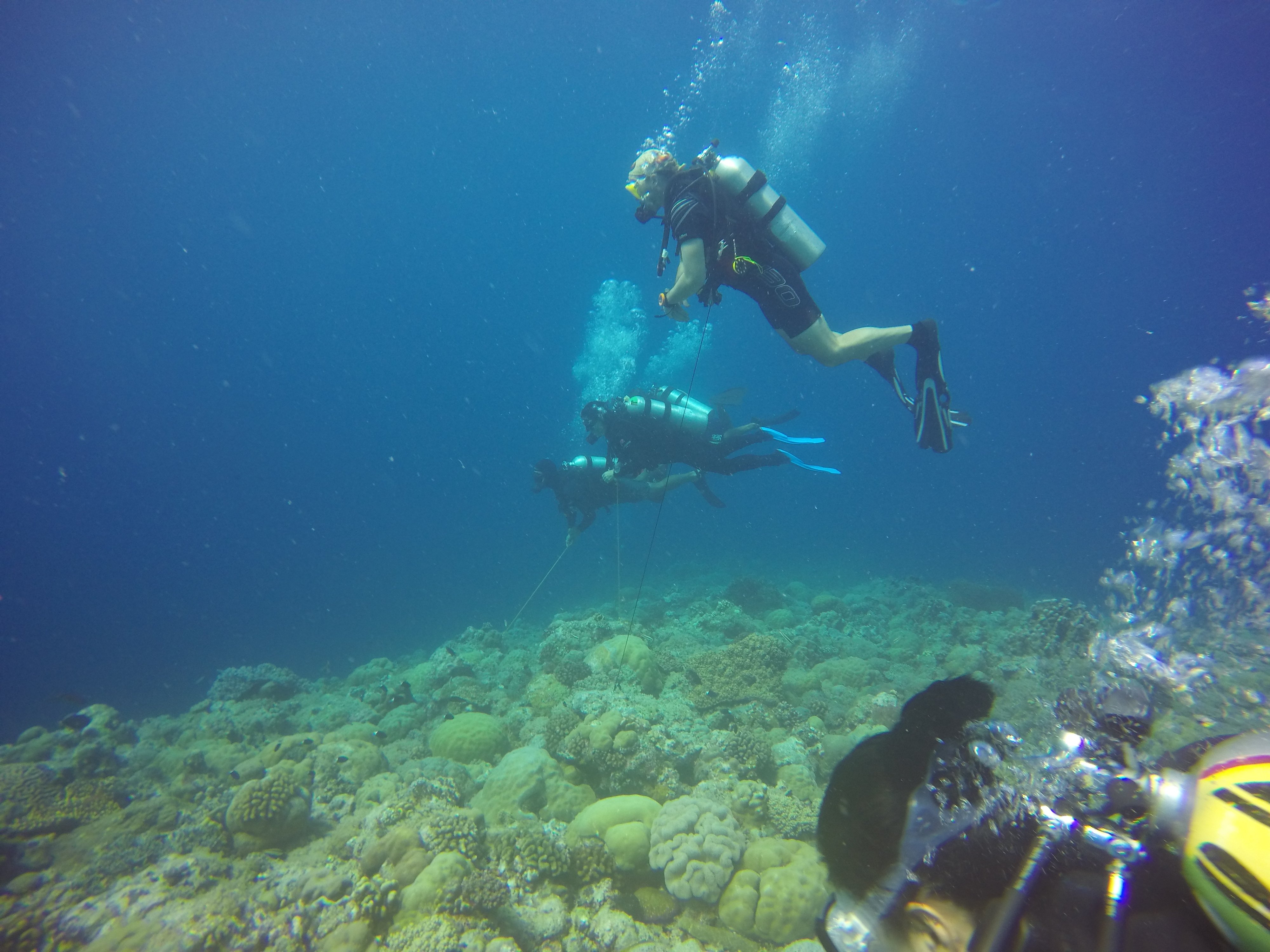 » Scuba Diving in the island nation of Palau