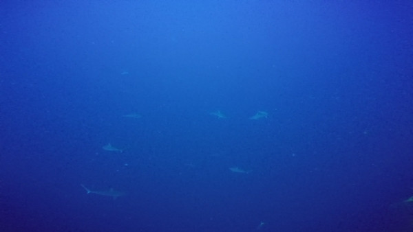 So many sharks were here. This trip exceeded expectations on the first dive.