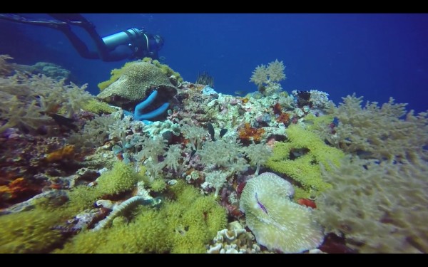 Apo Island has some beautiful coral.