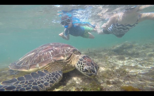 Mason and Tia snorkeling while a turtle eats grass.