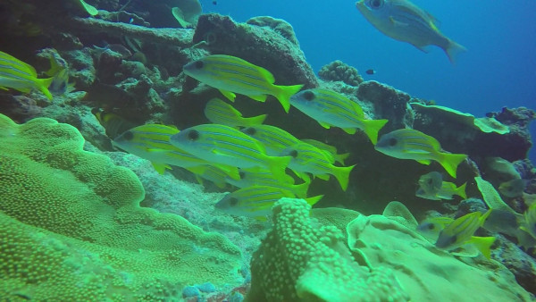 We went to another area and hooked in and watched more marine life.