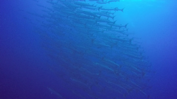 As we were making our safety stop we saw this huge school of barracudas.