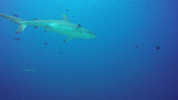 Second dive of the day was to Blue Corner. We hooked in and watched the sharks and other fish swim around.