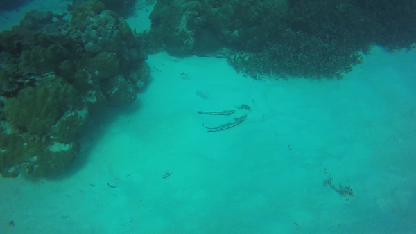 We didn't know why there were sucker fish on the sand until we realized that there was a stingray buried there as well.