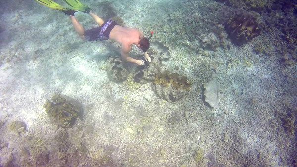 Once that you touch the clams, they close up quickly.