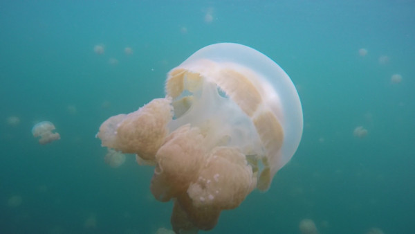 Since we were flying out later this day, we couldn't dive. Instead we did an island tour and saw these sting-less jellyfish.