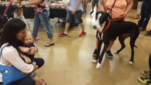 At the reptile show there was a big dog that Blake liked from a distance. But when we put him down next to the dog, he quickly retreated back to his mom's arms.